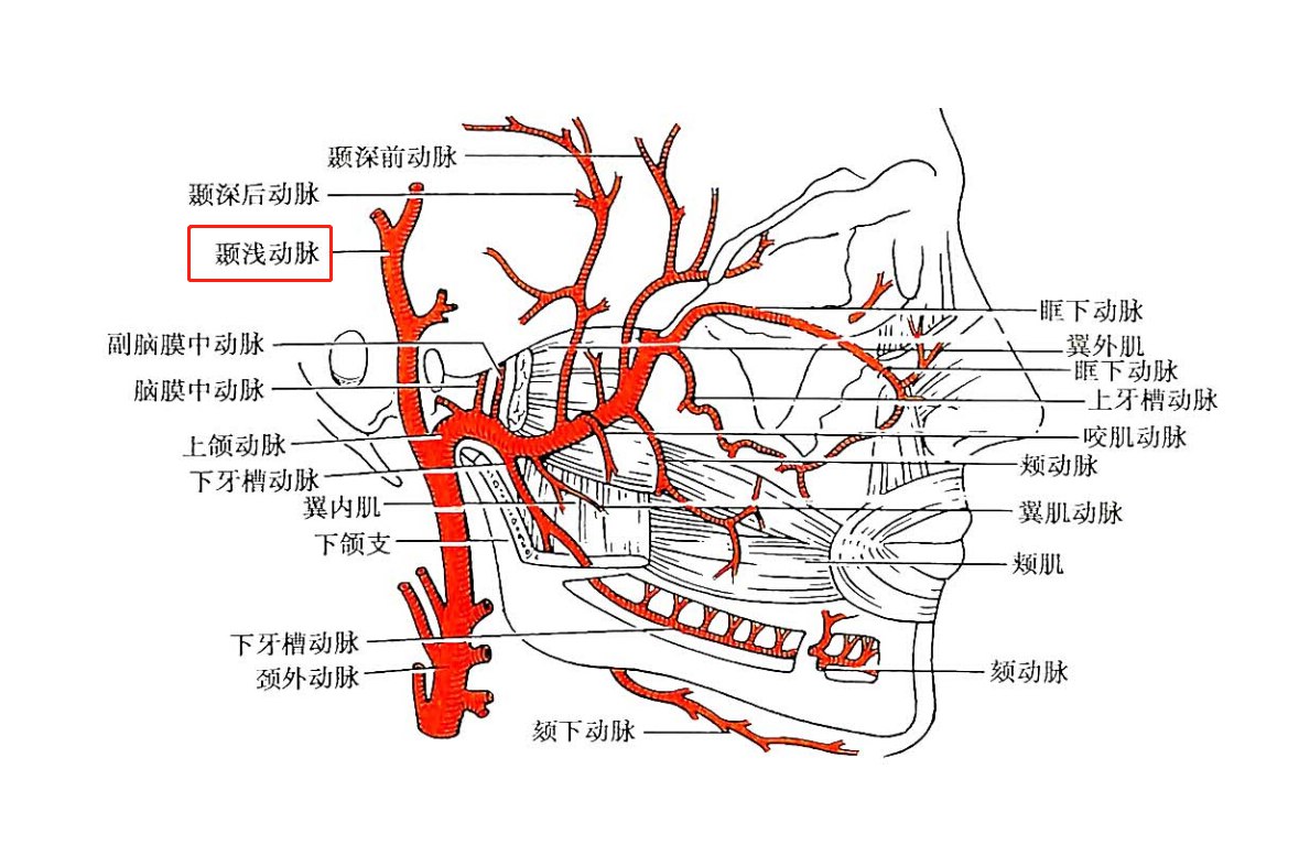 颞浅动脉
