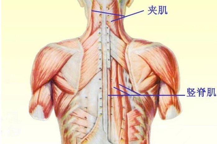 背部深层肌肉图片