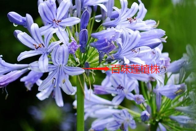 百味莲植株图片