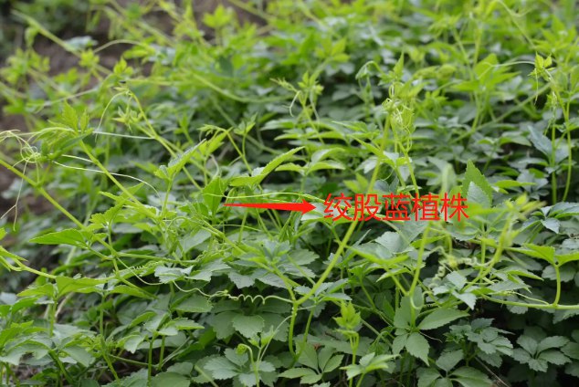 绞股蓝植株图