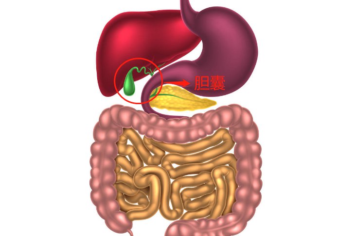 胆囊位置图