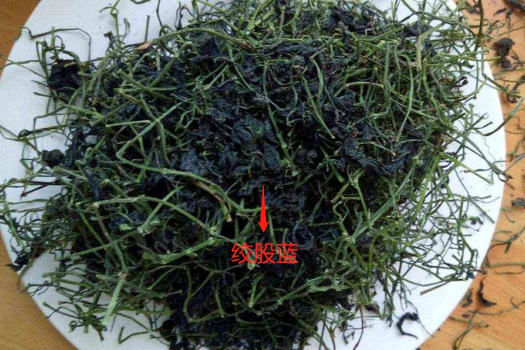 绞股蓝草药图