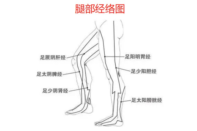 人体腿部经络位置图