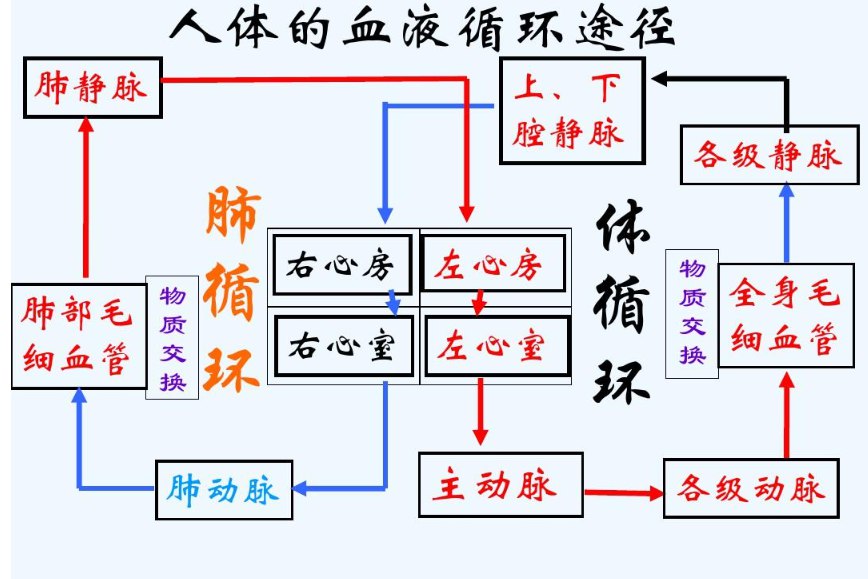 血液循环简图