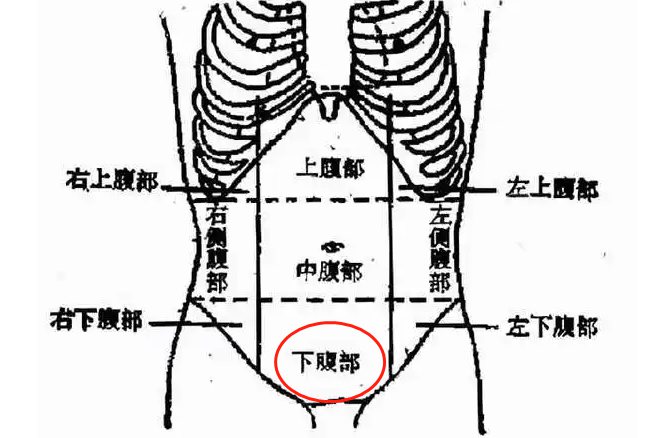 小腹是左下腹和右下腹位置的合称,位于肚脐以下,耻骨联合以上