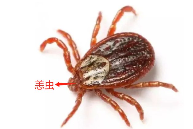 恙虫图片