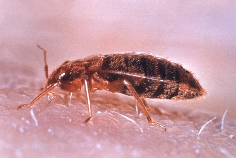 昆虫中具有医学重要性的一个类群,其能分泌一种异常臭液,多木佑诖查