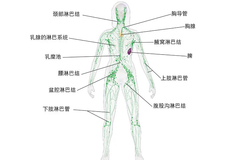 头面部淋巴结分布图图片