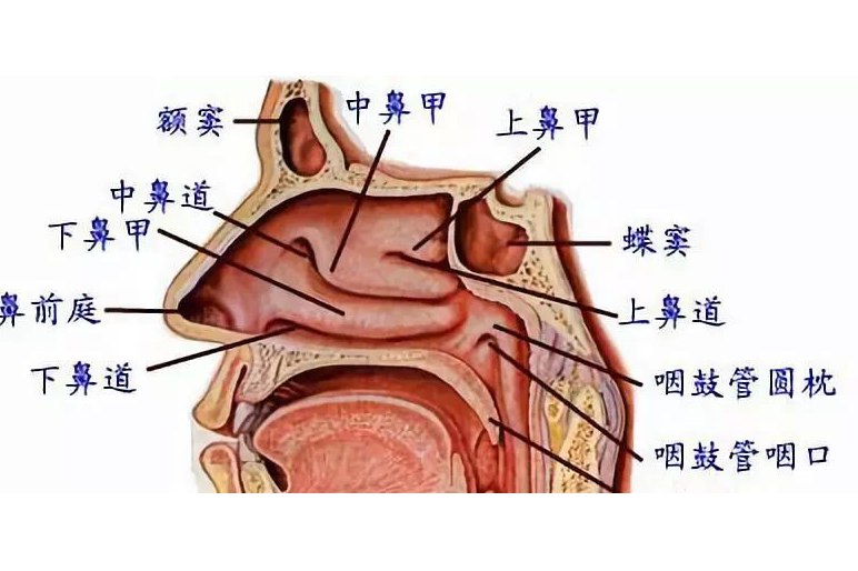 口咽腔结构图图片