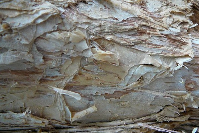 千层皮草药及图片