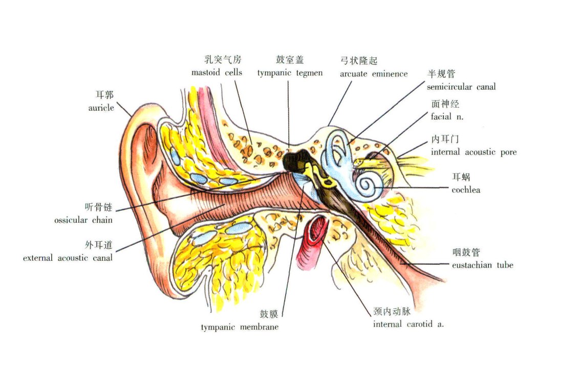 耳朵后面有仓窝图解图片