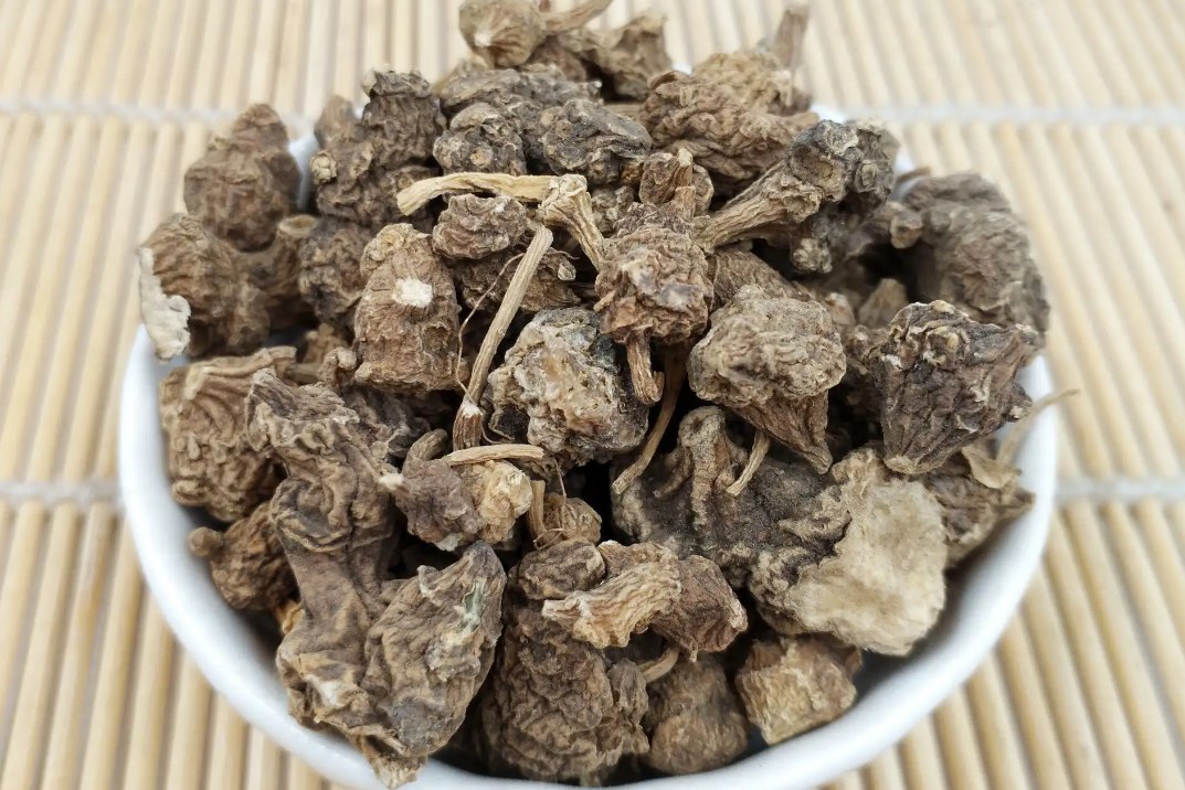 中药钮子七图片