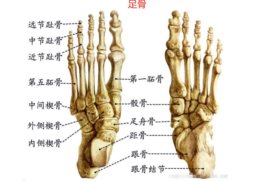 足骨结构图