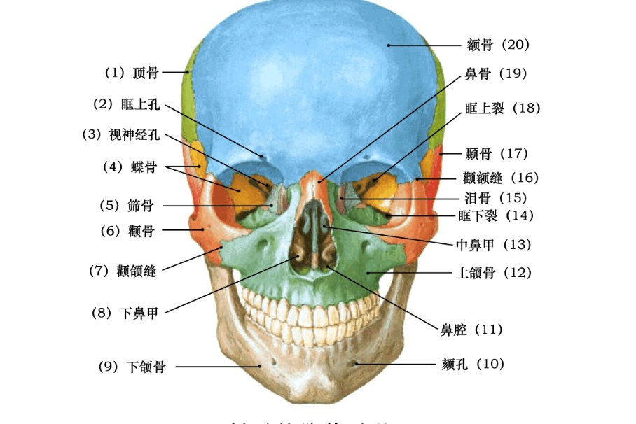 面颅骨的组成图解图片