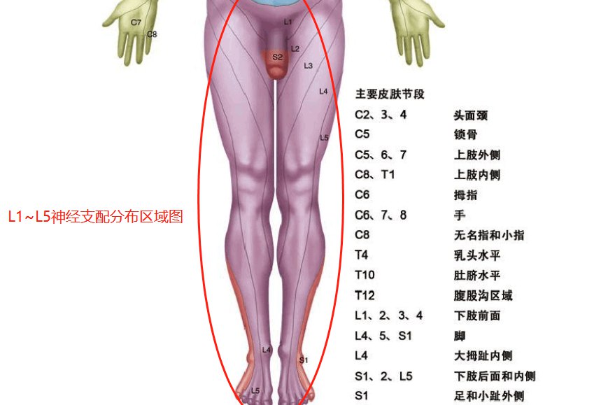 腰1到腰5神经支配分布区域图