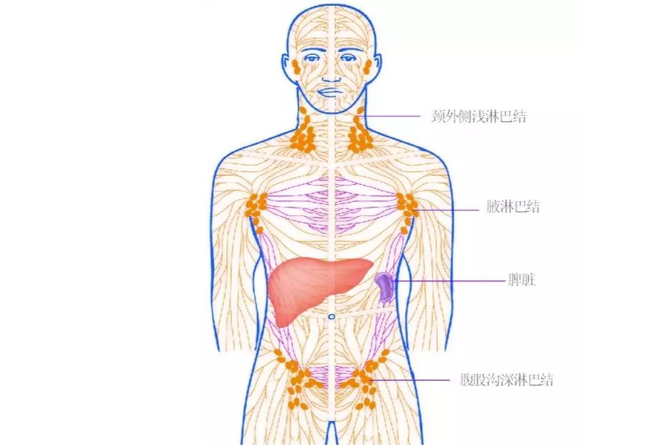 人体五大淋巴位置图图片