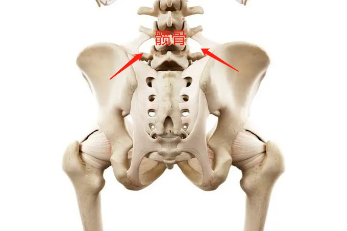 胯骨在人体什么位置图片