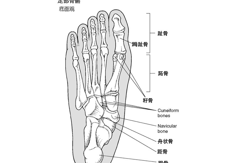 脚掌骨骼图