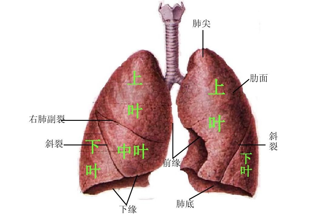 肺叶左二右三图图片