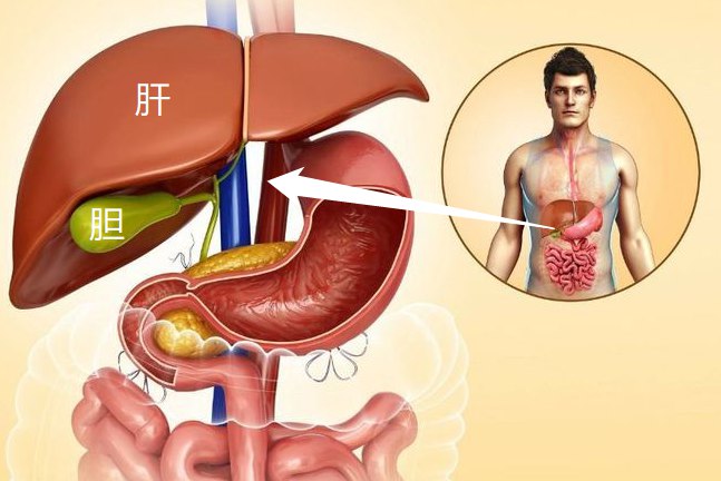 而胆附于肝下,位于肝下面的胆囊窝内;肝内的肝管自肝脏左,右叶汇合