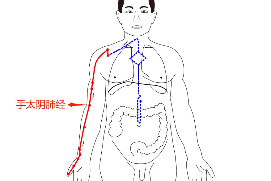 手太阴肺经走向图