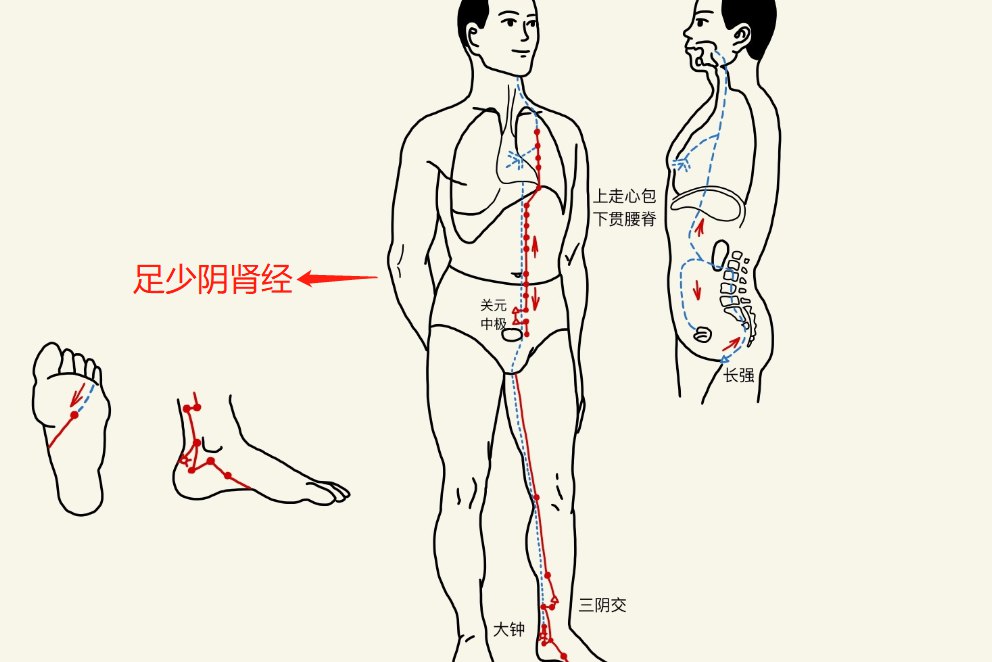 足少阴肾经络图图片