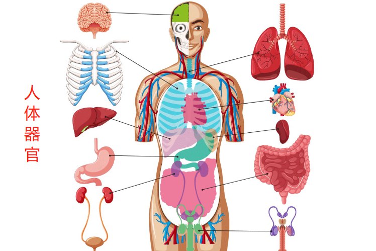 内脏分布图