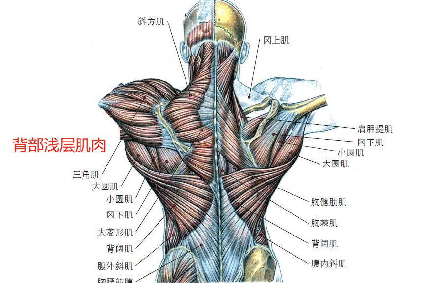 背部浅层肌肉图片