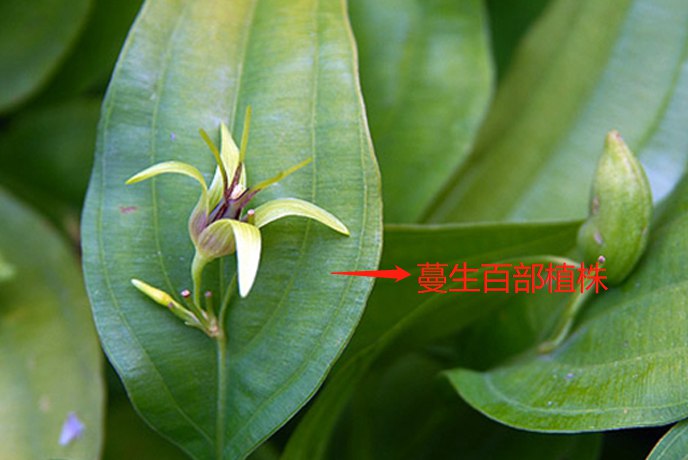 百部药材图片