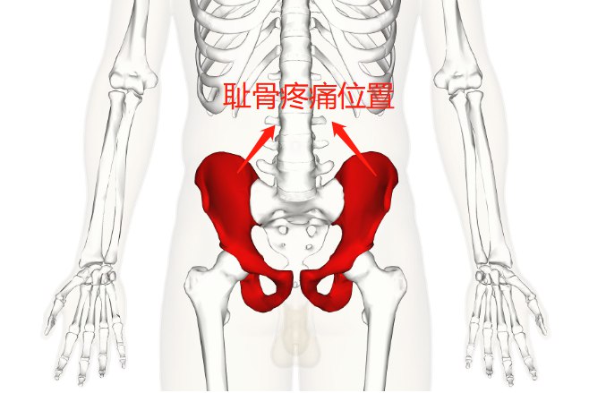 耻骨联合的位置图图片