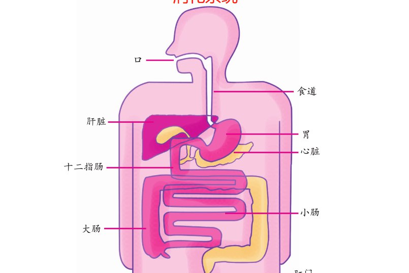 人体消化系统结构图