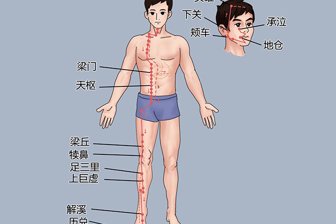 胃经走向经络图图片