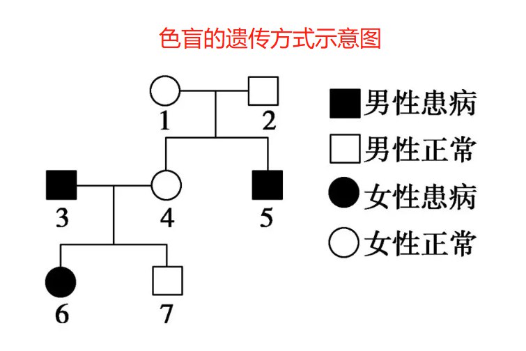 色盲的遗传方式图片