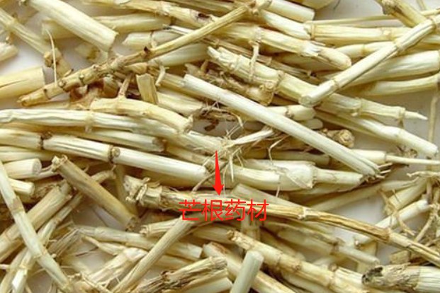 芒根药材图片