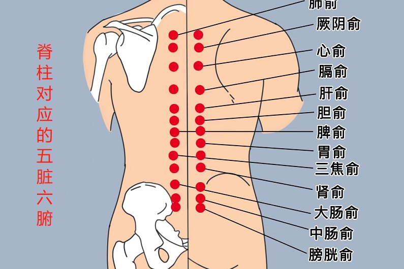 脊柱对应的五脏六腑图