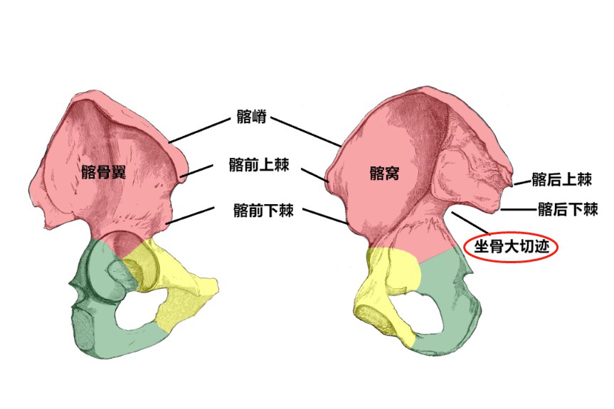 坐骨大切迹的位置图