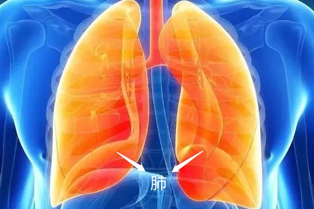 肺在人体正确位置图图片