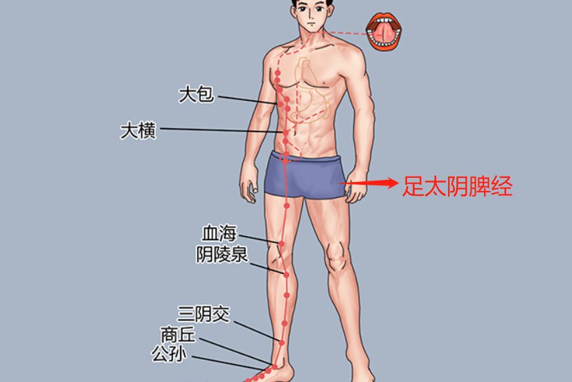 足太阴脾经走向图