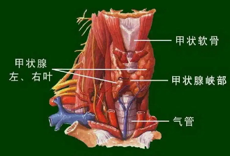 女性甲状软骨位置图片