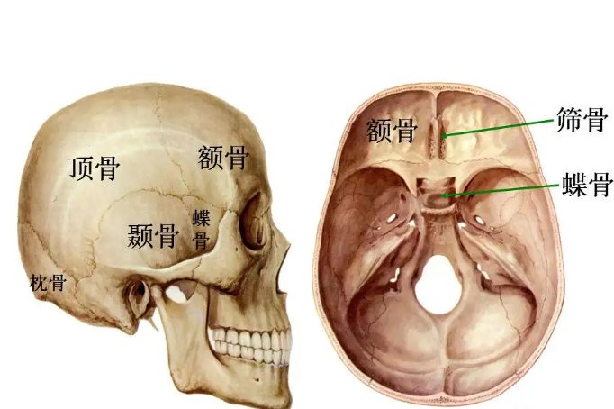 1,脑颅骨包括颅前上方的额骨,颅顶两侧成对的顶骨,颅两侧成对的颞骨