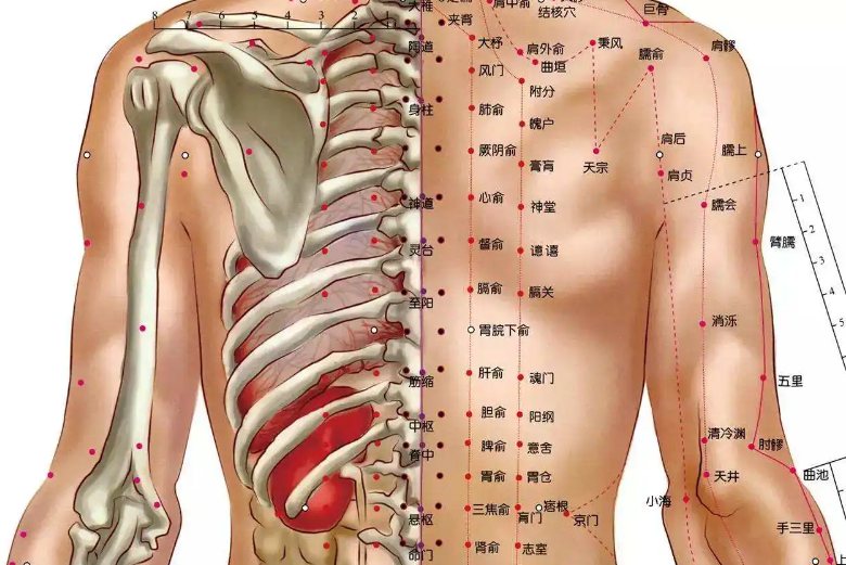 背部六条经络图解大图图片
