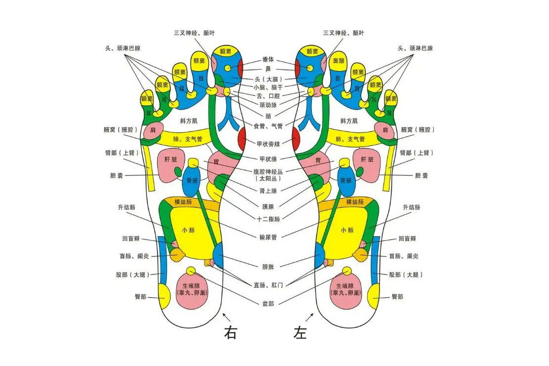 肺在反射区双足斜方肌反射区下方1拇指宽处,肾反射区在双脚底第2和第