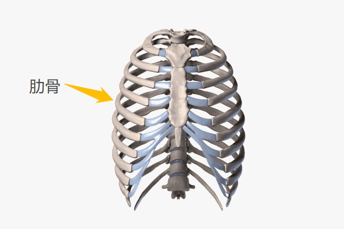 人的肋骨图片欣赏图片