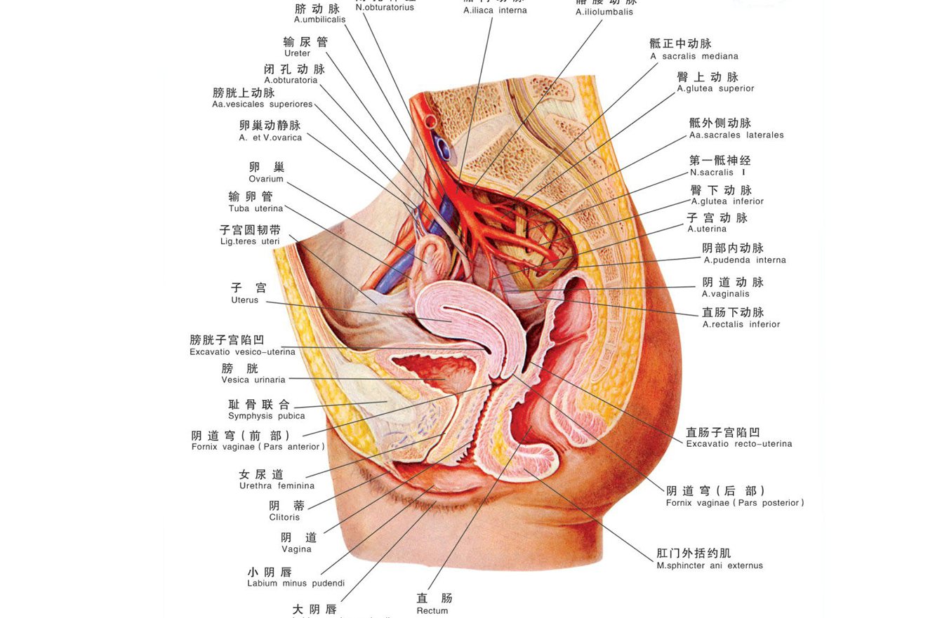 其互相作用和支持,承托并保持子宫,膀胱和直肠等盆腔脏器的正常位置