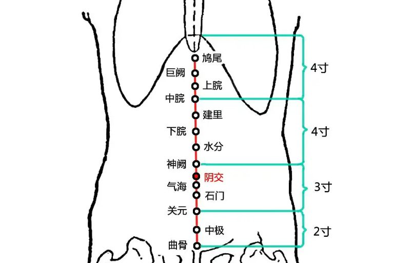 腹部的经络图