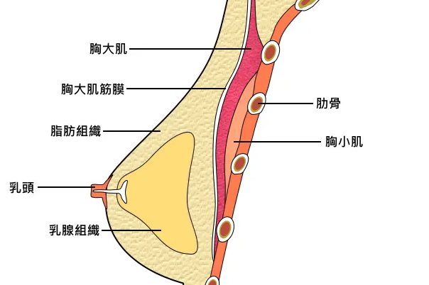 乳房结构图