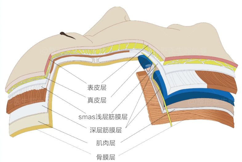 浅筋膜又叫皮下筋膜,皮下组织,皮下脂肪,位于真皮之下即皮肤的第三层