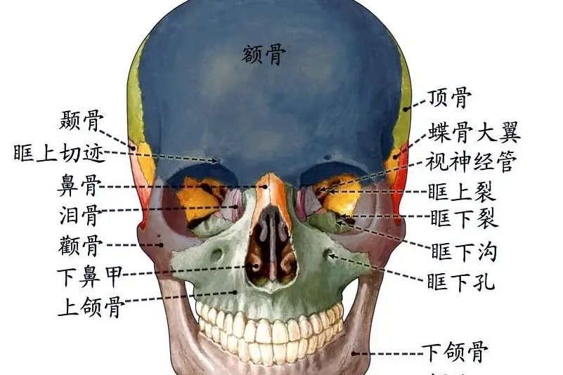 1,脑颅骨包括颅前上方的额骨,颅顶两侧成对的顶骨,颅两侧成对的颞骨