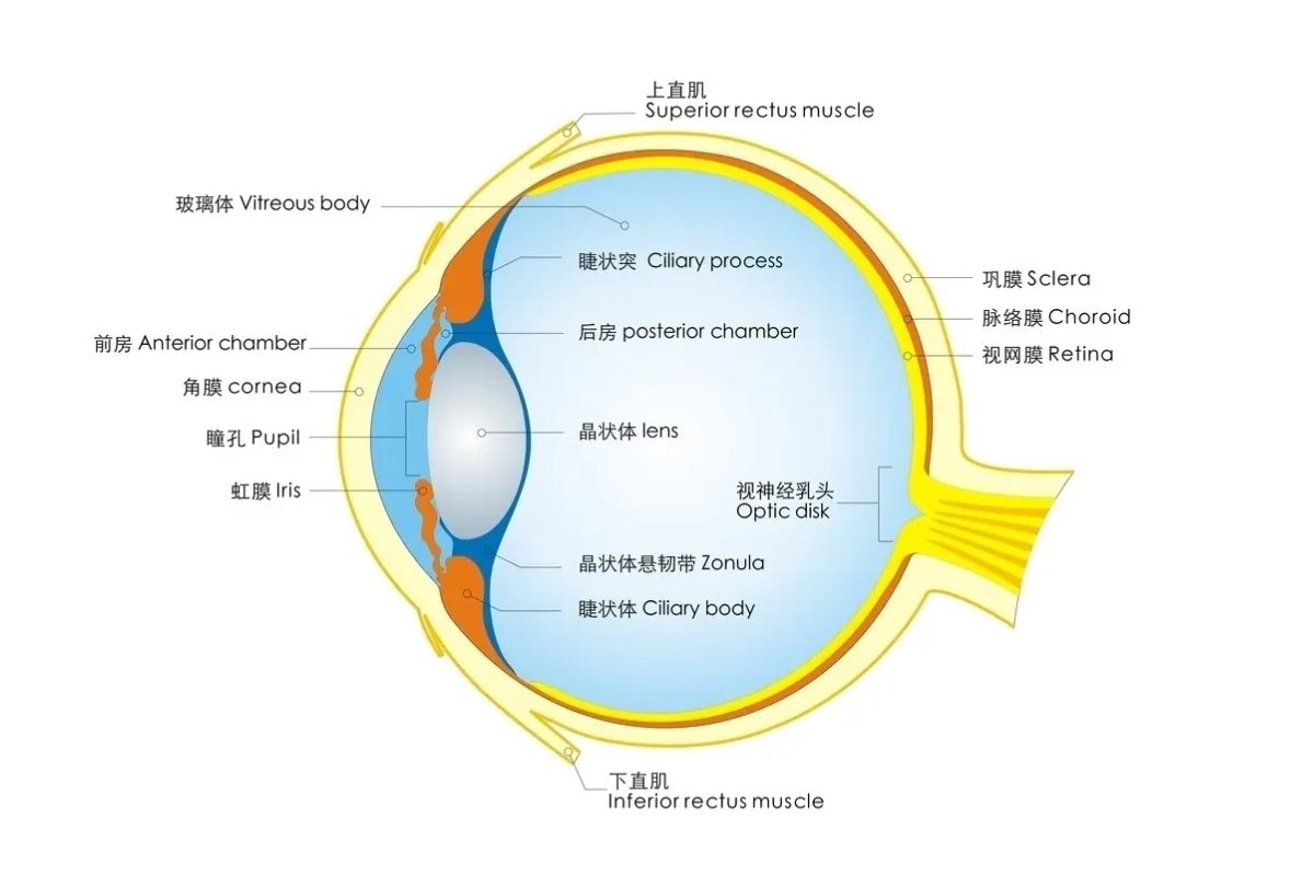 眼底结构图