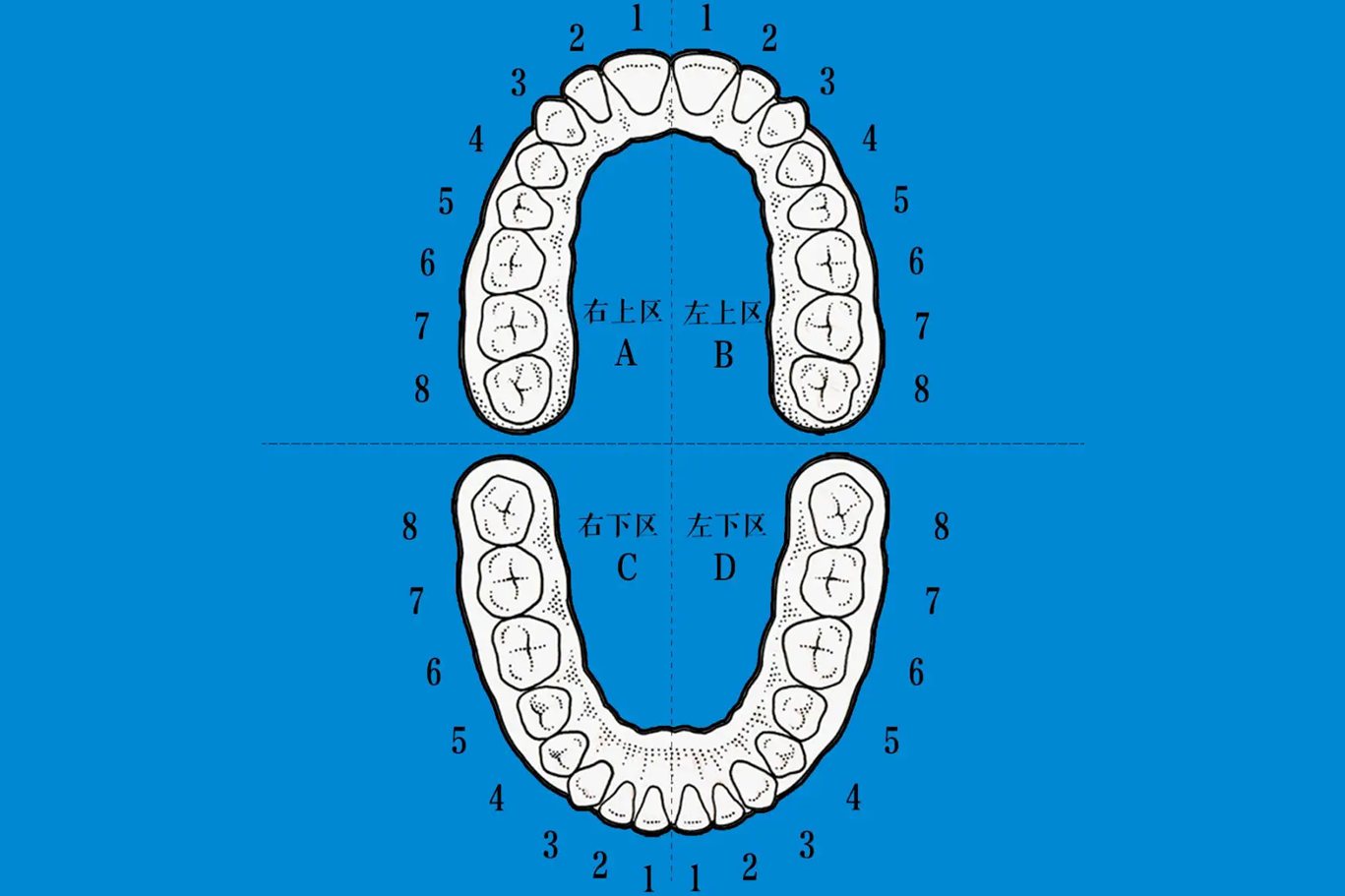 fdi牙位表示法的划分方法是每颗牙用两位阿拉伯数字表示,第一位表示